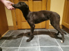 Photo №4. Je vais vendre lévrier greyhound en ville de Sligo. éleveur - prix - négocié