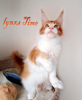 Photo №1. maine coon - à vendre en ville de Moscou | 286€ | Annonce № 3149