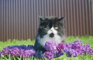 Photo №4. Je vais vendre scottish fold en ville de Pskov. de la fourrière - prix - 113€