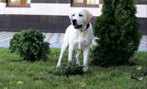 Photos supplémentaires: Fawn Boy Labrador Retriever