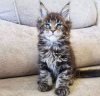 Photo №1. maine coon - à vendre en ville de New york | 284€ | Annonce № 87563