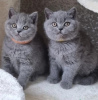 Photo №1. british shorthair - à vendre en ville de Helsinki | Gratuit | Annonce № 127191