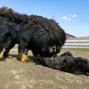 Photos supplémentaires: Chiots de dogue tibétain