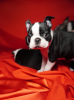 Photos supplémentaires: Chiots Boston terrier