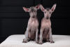 Photo №2 de l'annonce № 121650 de la vente xoloitzcuintle - acheter à La croatie 