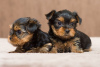 Photo №1. yorkshire terrier - à vendre en ville de Cochem | Gratuit | Annonce №122656