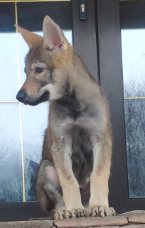 Photos supplémentaires: Chiots loups tchécoslovaques à vendre