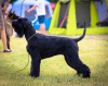 Photos supplémentaires: Chiots schnauzer noir géant