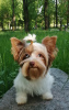 Photo №2 de l'annonce № 35879 de la vente chien bâtard - acheter à Biélorussie de la fourrière, éleveur