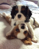 Photo №1. cavalier king charles spaniel - à vendre en ville de Vilnius | 300€ | Annonce №75782