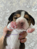 Photo №2 de l'annonce № 9795 de la vente beagle - acheter à Fédération de Russie annonce privée, de la fourrière