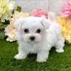 Photo №4. Je vais vendre bichon maltais en ville de Iowa City. annonce privée - prix - 379€