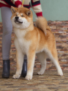 Photo №2 de l'annonce № 1799 de la vente akita (chien) - acheter à Fédération de Russie de la fourrière