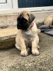 Photo №1. bullmastiff - à vendre en ville de New york | 549€ | Annonce №102296