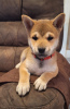 Photo №1. shiba - à vendre en ville de Франкфурт-на-Майне | 410€ | Annonce №86610