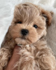 Photo №3. Beaux chiots maltipoo. Allemagne