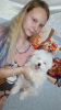 Photo №1. bichon maltais - à vendre en ville de Rostov-sur-le-Don | 571€ | Annonce №15248