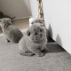 Photo №3. британские короткошерстные котята. Fédération de Russie