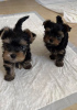 Photo №1. yorkshire terrier - à vendre en ville de Cheadle | négocié | Annonce №121634