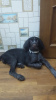Photo №2 de l'annonce № 9043 de la vente chien bâtard - acheter à Fédération de Russie éleveur