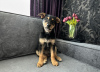 Photo №2 de l'annonce № 101238 de la vente chien bâtard - acheter à Biélorussie annonce privée