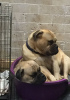 Photo №1. bullmastiff - à vendre en ville de Vienna | 300€ | Annonce №75984