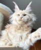 Photo №4. Je vais vendre maine coon en ville de Berlin. éleveur - prix - 300€