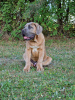 Photo №2 de l'annonce № 106782 de la vente cane corso - acheter à Pologne éleveur