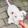 Photo №1. american pit bull terrier - à vendre en ville de New york | 473€ | Annonce №103366