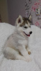 Photos supplémentaires: Nous proposons à la vente des chiots de la race Siberian Husky, issus de parents