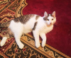 Photo №3. La gentille chatte Dasha cherche une famille !. Fédération de Russie