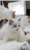 Photos supplémentaires: Chatons Ragdoll pedigree parents champions
