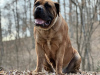 Photos supplémentaires: Chiots Boerboel Mastiff sud-africains