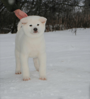 Photo №2 de l'annonce № 5054 de la vente akita (chien) - acheter à Fédération de Russie éleveur