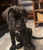 Photo №2 de l'annonce № 111324 de la vente cane corso - acheter à Allemagne annonce privée