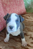 Photo №4. Je vais vendre staffordshire bull terrier en ville de Kovačica.  - prix - 200€