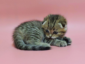 Photo №3. Chatons écossais. Scottish Fold Tabby Boy.. Ukraine