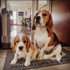 Photo №4. Je vais vendre beagle en ville de Гамбург. annonce privée - prix - 360€