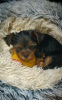 Photo №4. Je vais vendre yorkshire terrier en ville de Częstochowa. annonce privée - prix - négocié