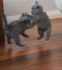 Photo №1. british shorthair - à vendre en ville de Munich | 255€ | Annonce № 108936