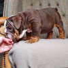 Photo №2 de l'annonce № 11134 de la vente bulldog anglais - acheter à La Lettonie annonce privée