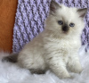 Photo №1. ragdoll - à vendre en ville de New York Mills | 265€ | Annonce № 104312