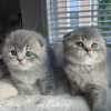 Photo №1. scottish fold - à vendre en ville de Hille | 331€ | Annonce № 125114