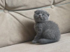 Photo №1. scottish fold - à vendre en ville de Munich | 250€ | Annonce № 120386