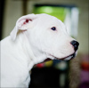 Photos supplémentaires: Chiots Dogo argentino. Documents, tests, vaccinations, marques.