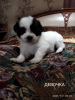 Photo №2 de l'annonce № 8675 de la vente shih tzu - acheter à Ukraine annonce privée