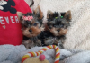 Photo №1. yorkshire terrier - à vendre en ville de Stockholm | négocié | Annonce №113168