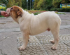 Photo №2 de l'annonce № 10940 de la vente bulldog anglais - acheter à Ukraine éleveur