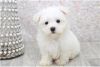 Photo №3. De mignons chiots maltais disponibles en adoption gratuite. Allemagne