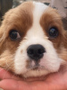 Photo №4. Je vais vendre cavalier king charles spaniel en ville de Berlin. annonce privée - prix - 1000€